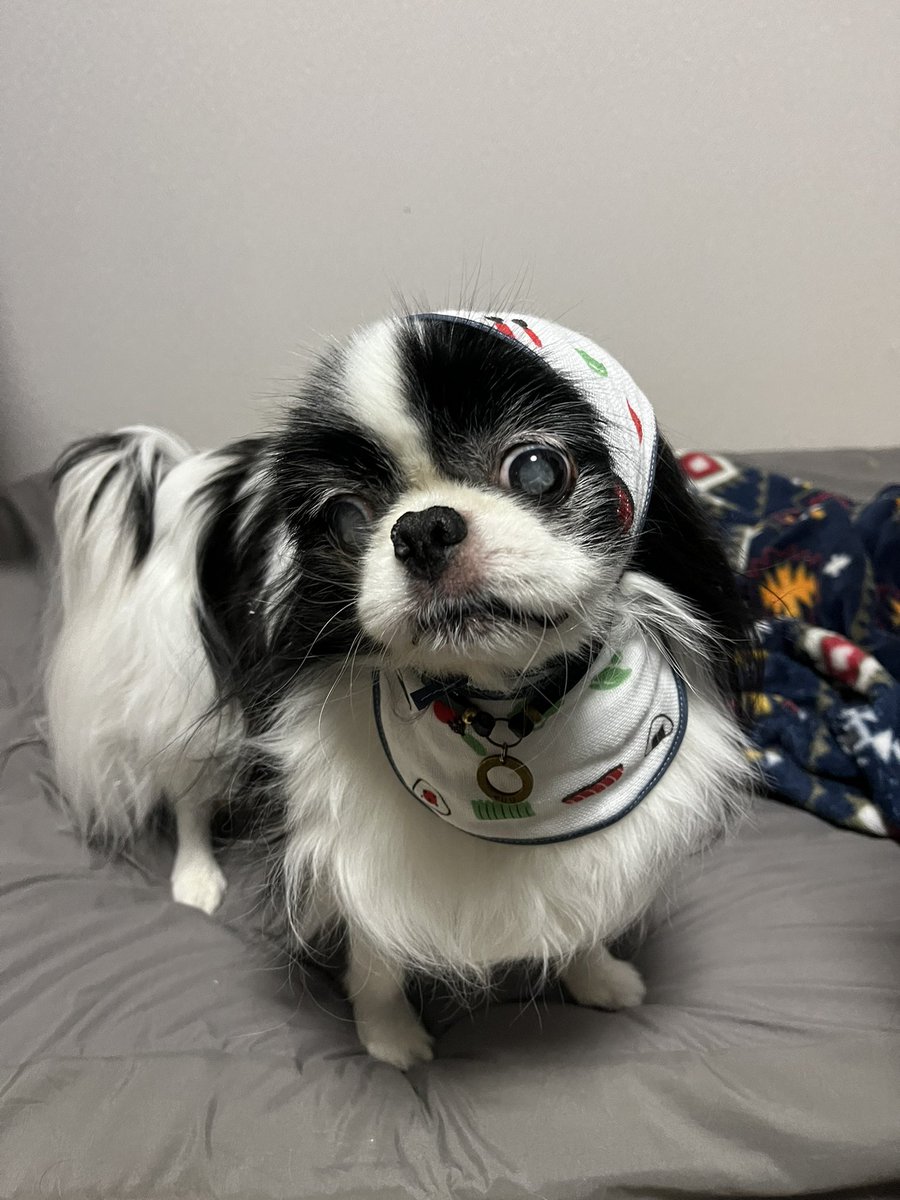 uc_320's tweet photo. よだれ掛けと耳毛カバー的なほっかむりをつけられた犬 https://t.co/9KFjM6muCy