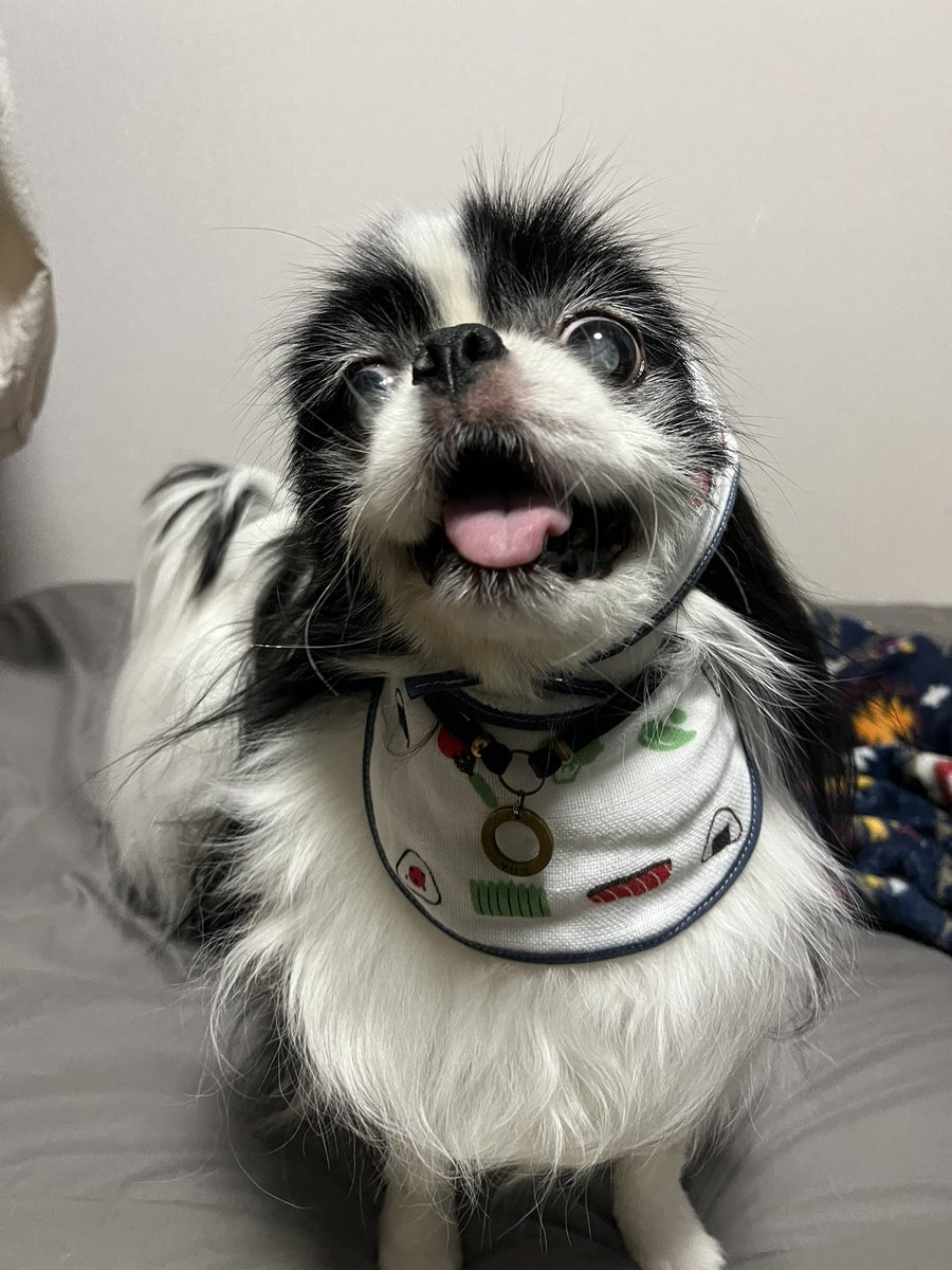 uc_320's tweet photo. よだれ掛けと耳毛カバー的なほっかむりをつけられた犬 https://t.co/9KFjM6muCy