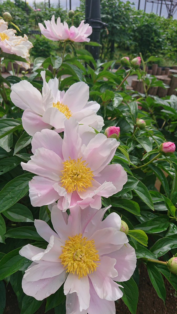kotsubu22's tweet photo. 東松山ぼたん園🏵️✨お花のボリュームすごっΣ(･ω･ﾉ)ﾉ #東松山ぼたん園 https://t.co/wqKU6vMgHi