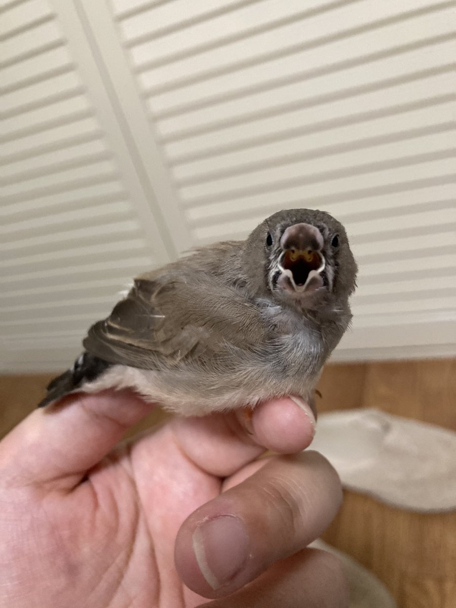 ちな tweet media