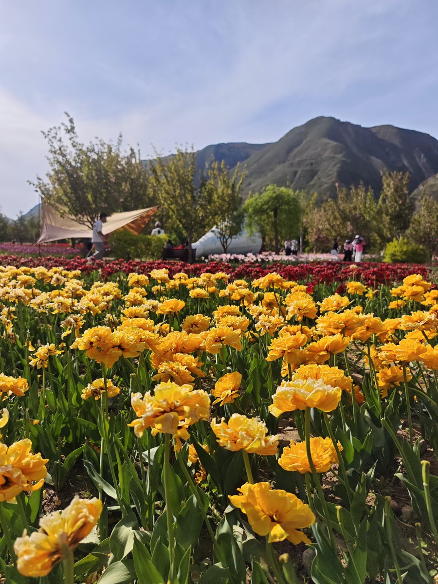 hello_DINGXI's tweet photo. Flower Sea of Guiqingshan Botanical Garden in Zhangxian County, Dingxi, Gansu Province https://t.co/p5We3DQUV3