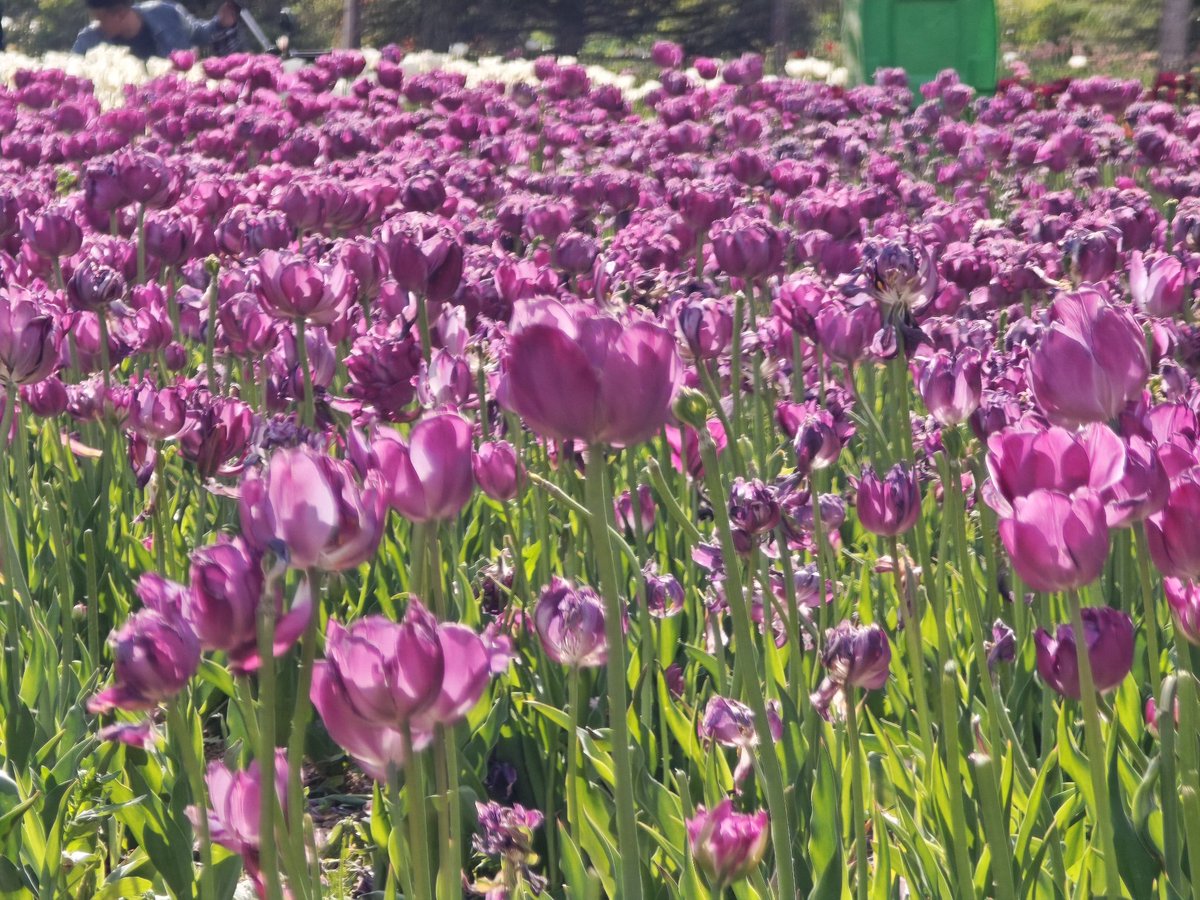 hello_DINGXI's tweet photo. Flower Sea of Guiqingshan Botanical Garden in Zhangxian County, Dingxi, Gansu Province https://t.co/p5We3DQUV3