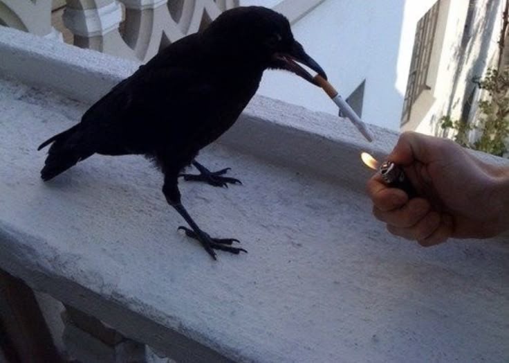 eve gitmem gerek tweet media