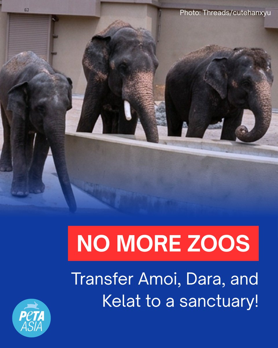 PETA Asia tweet media
