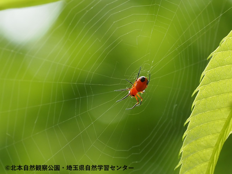 埼玉県自然学習センター【公式】 tweet media