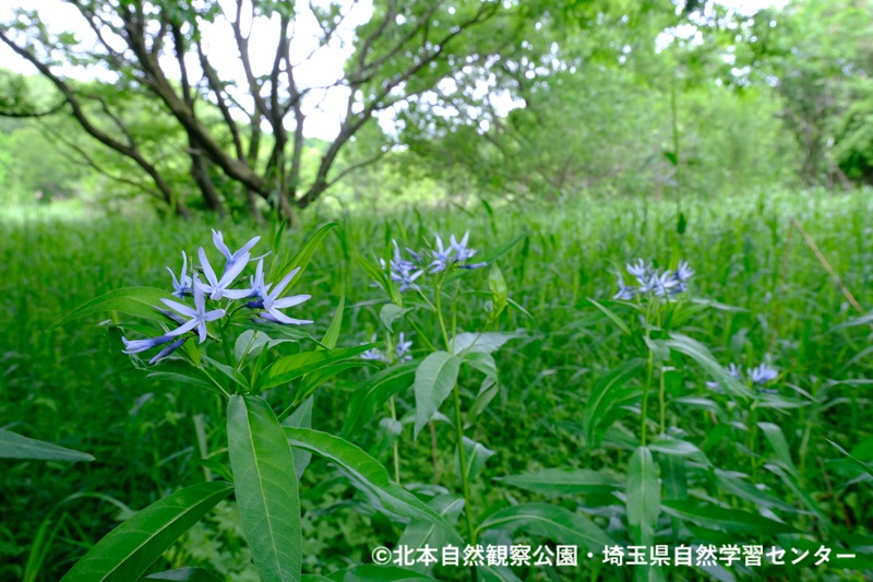 埼玉県自然学習センター【公式】 tweet media