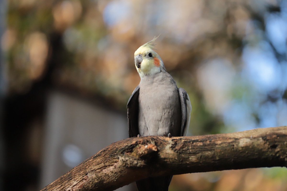 【公式】キャンベルタウン野鳥の森 tweet media