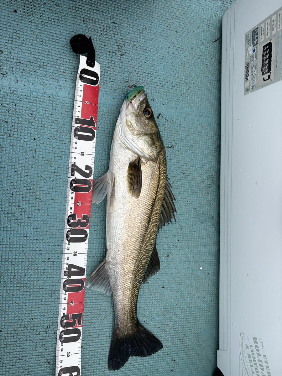 FishingLoverTN's tweet photo. 1キャッチ
まさかこっちまで赤潮になってるなんて、、 https://t.co/GbQXkGTPq7