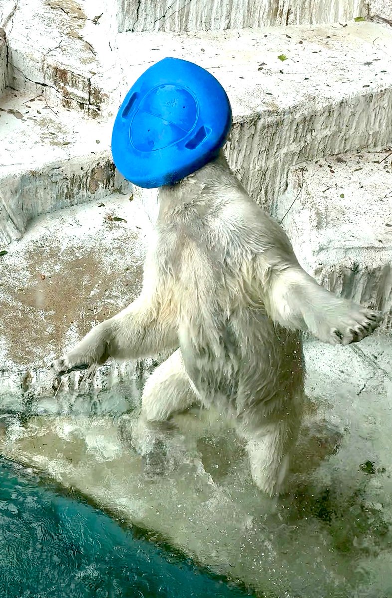 イアラ🐻‍❄️‎🤍 tweet media