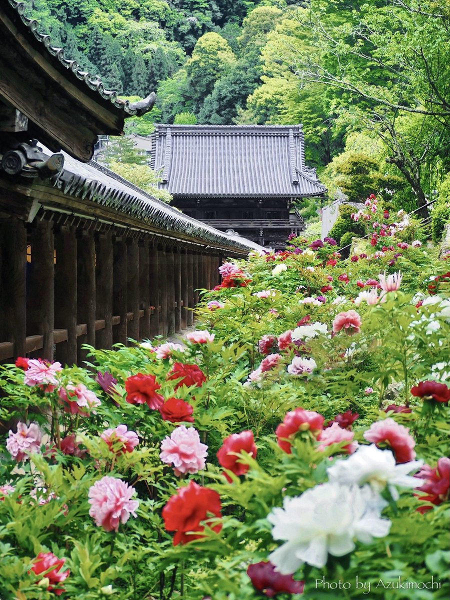 azukimochi_room's tweet photo. 今年も奈良長谷寺の牡丹回廊が素敵でした https://t.co/qjvn1FfiJI