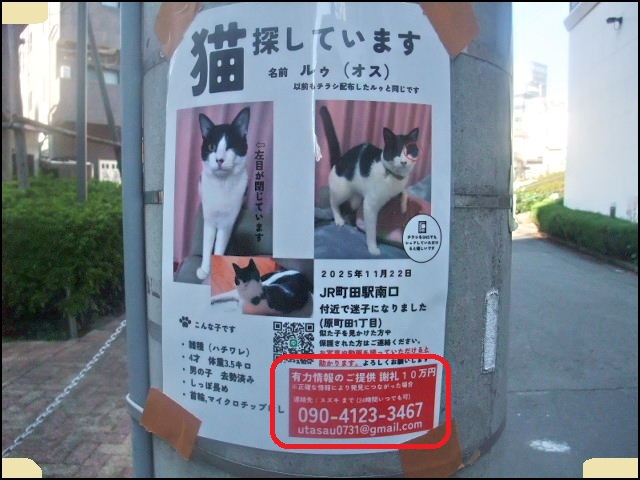 #犬や猫を愛する多くのXユーザーの情報拡散を求む

#迷い猫のルゥ

#令和7年11月22日

#東京都町田市

#原町田一丁目

#似ている子の面倒を見ている方は早急なご連絡を