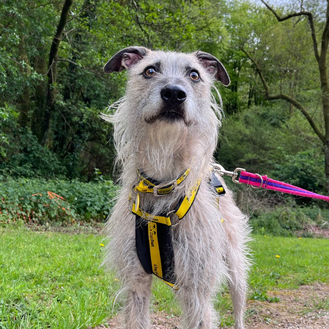 DT_Ilfracombe's tweet photo. This stunning one-year-old Lurcher is called Milo. 💛
He is looking for a home. 🏡
📍@DogsTrust #Ilfracombe 

👉 https://t.co/NWfsshdhlv

#ADogIsForLife #AdoptADog https://t.co/dy49RbH9XY