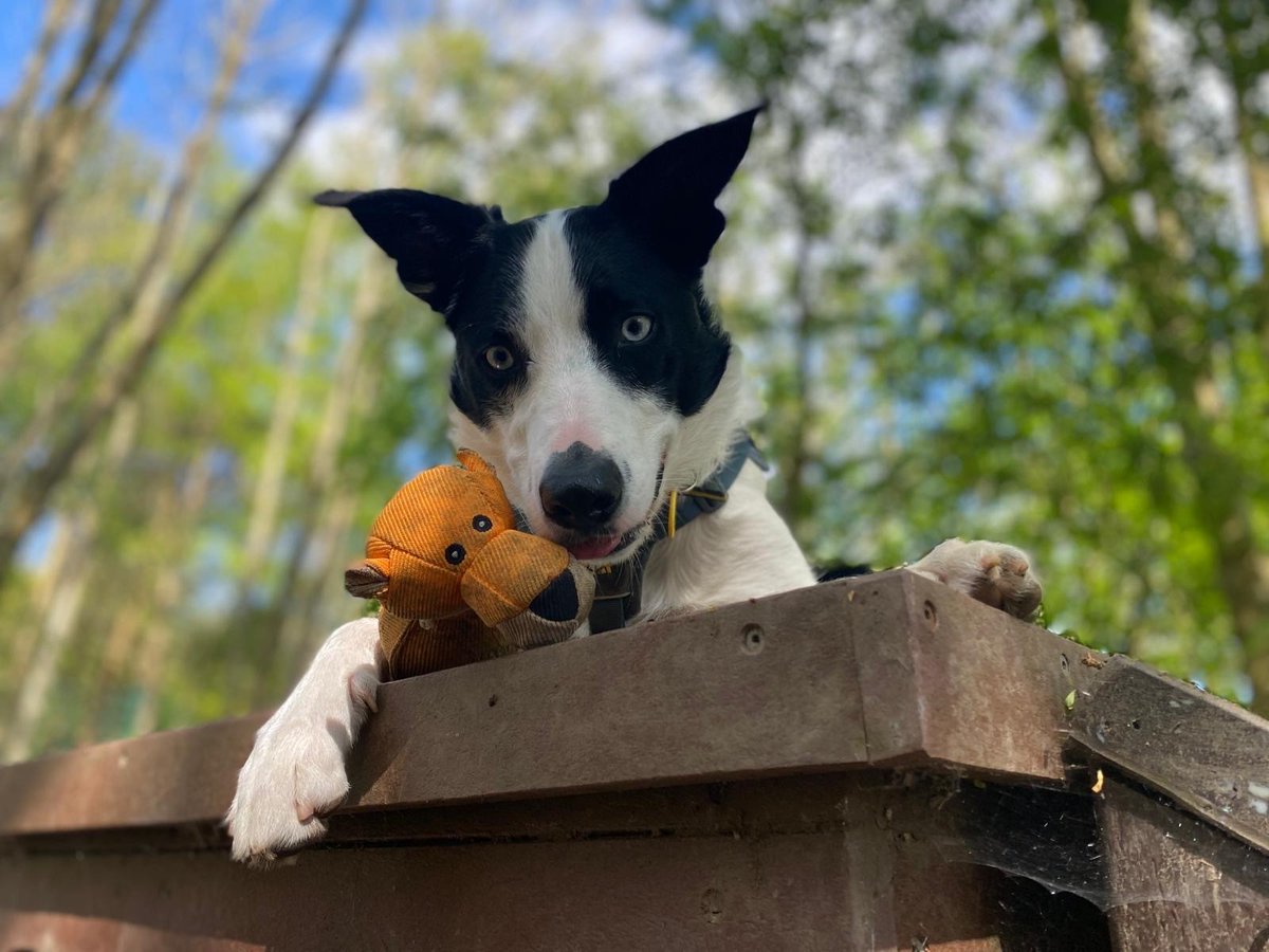 DT_WestCalder's tweet photo. Playful Hugo is a 4-year-old Border Collie and is a bundle of fun and energy. 

Hugo loves a green space to exercise in and as he is a sensitive soul at heart he is looking for a calm home with routine. 🧘‍♂️

Hugo is a very clever boy who already knows a few tricks 🤹‍♀️

📙 https://t.co/PV8gDWo0Yu

#DogsTrust
#AdoptDontShop
#ADogIsForLife

@DogsTrust