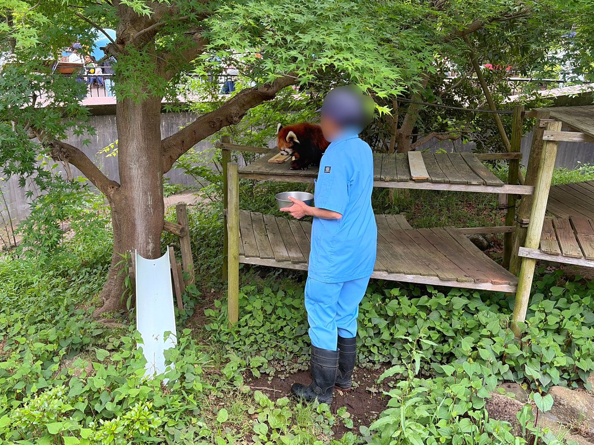 市川市動植物園（公式） tweet media