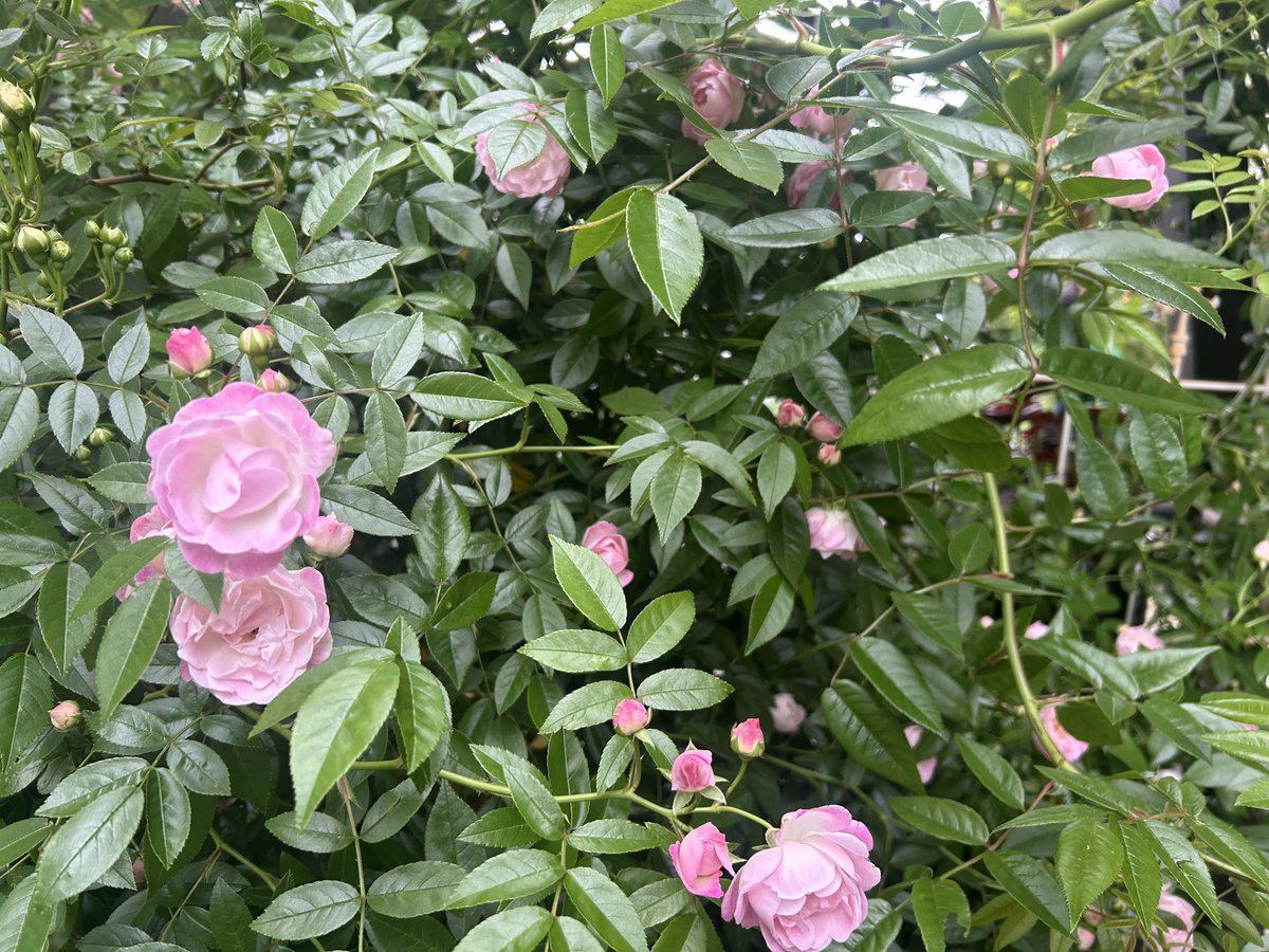 こあら tweet media