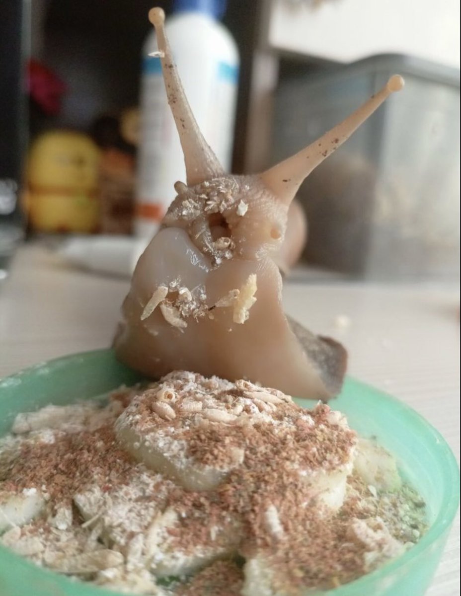Snail tweet media