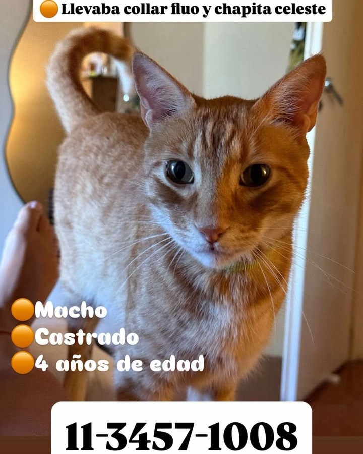 #PerdiamigatoFDG
RT RT RT
GATITO PERDIDO EN BOULOGNE!
#gatitosperdidos