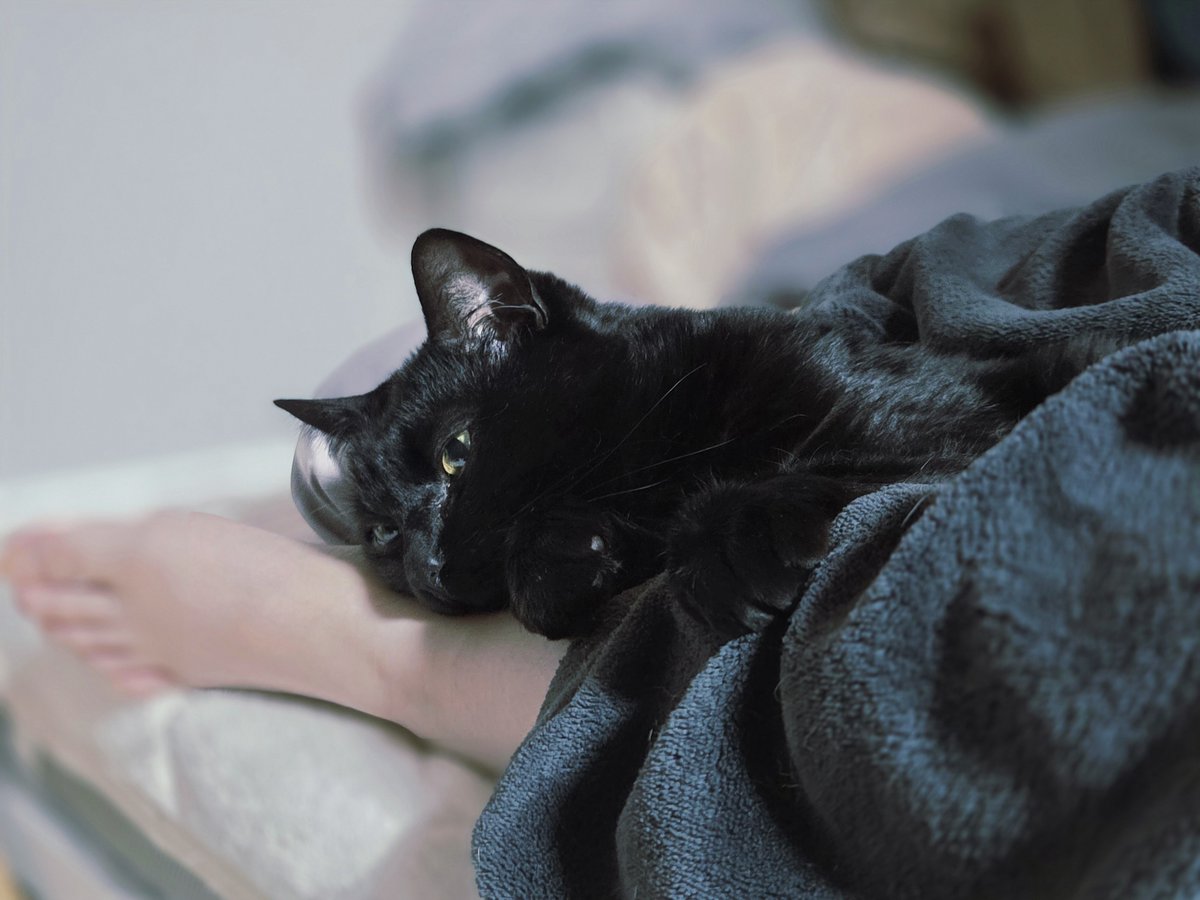 MilcMone's tweet photo. 今日は足にいた🐈‍⬛✨

 #フィル成長日記
 #黒猫  #猫のいる暮らし  #猫のいる生活  #cat https://t.co/Nolct91i0i