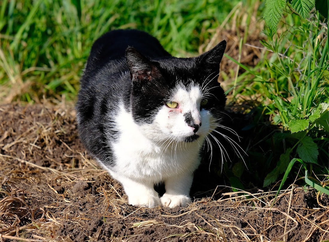 Robert Allotment cat,now helped by Janet & Amanda tweet media