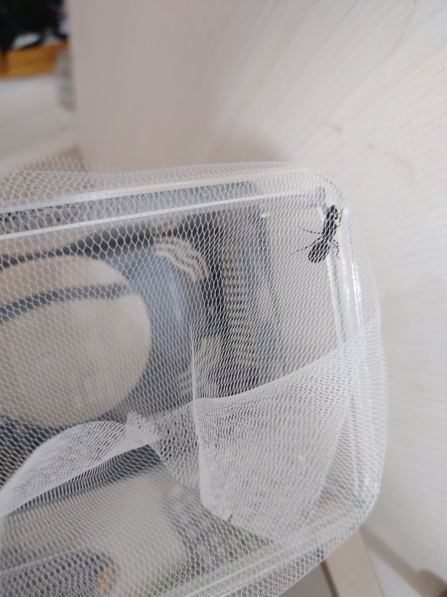 C_fluminea's tweet photo. 連休がクロオオアリに食われて終わった。むっすこが女王アリを5匹捕まえてきて「かう！」と。10年以上生きるらしい。虫かごの都合で3匹まで減らしたけど飼育スペースを作るために電動ドリルまで買ったぞ。もっと早く欲しかった。 https://t.co/uvSX5veaus