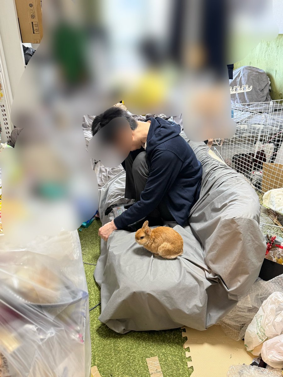 ポピー(ウサギ) モニ(飼い主) tweet media