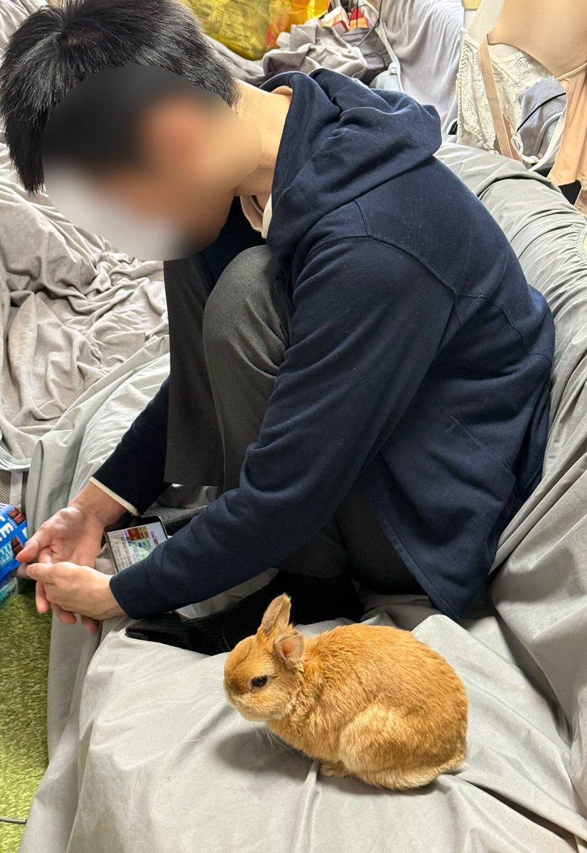 ポピー(ウサギ) モニ(飼い主) tweet media