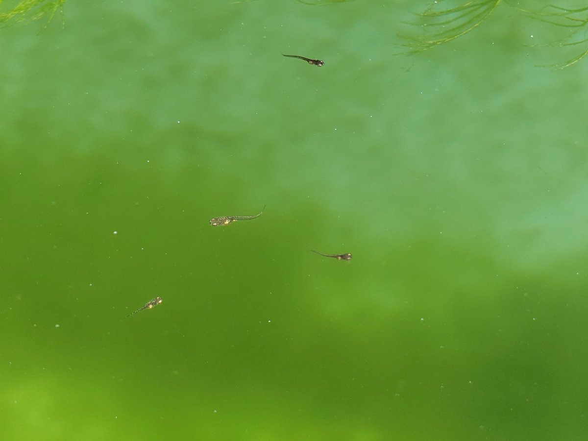 せんべい tweet media