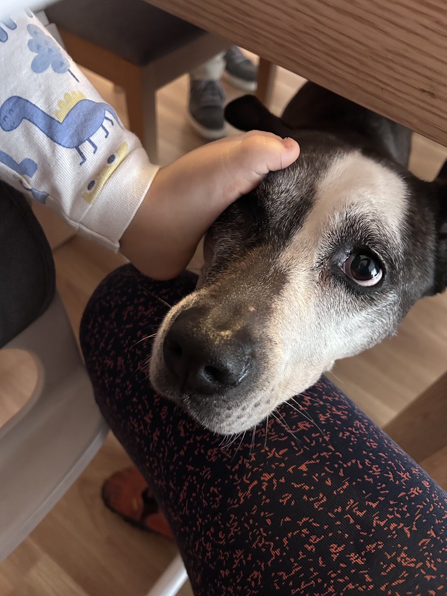 apucela66's tweet photo. Los animales me hacen seguir creyendo en la humanidad. https://t.co/o3gUNbQfdX