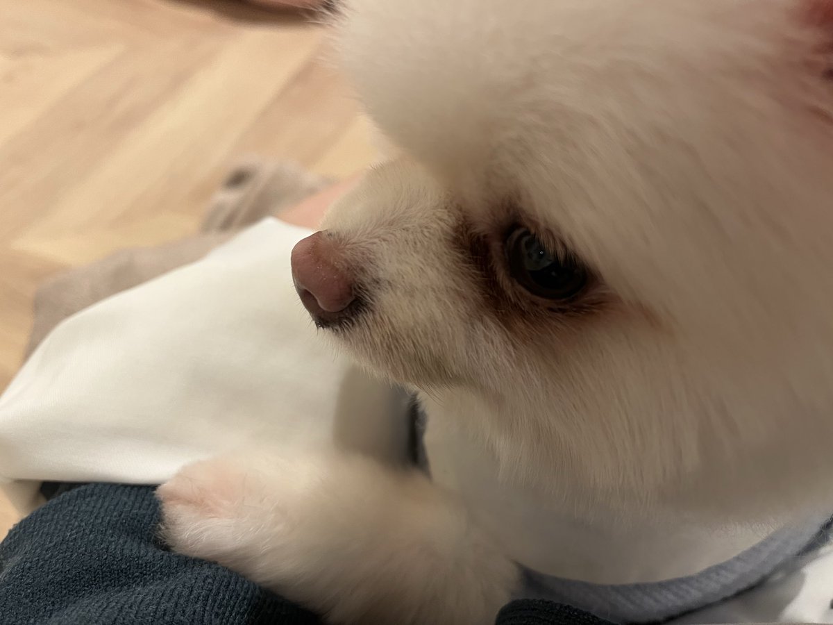 こんぺいとう屋 tweet media