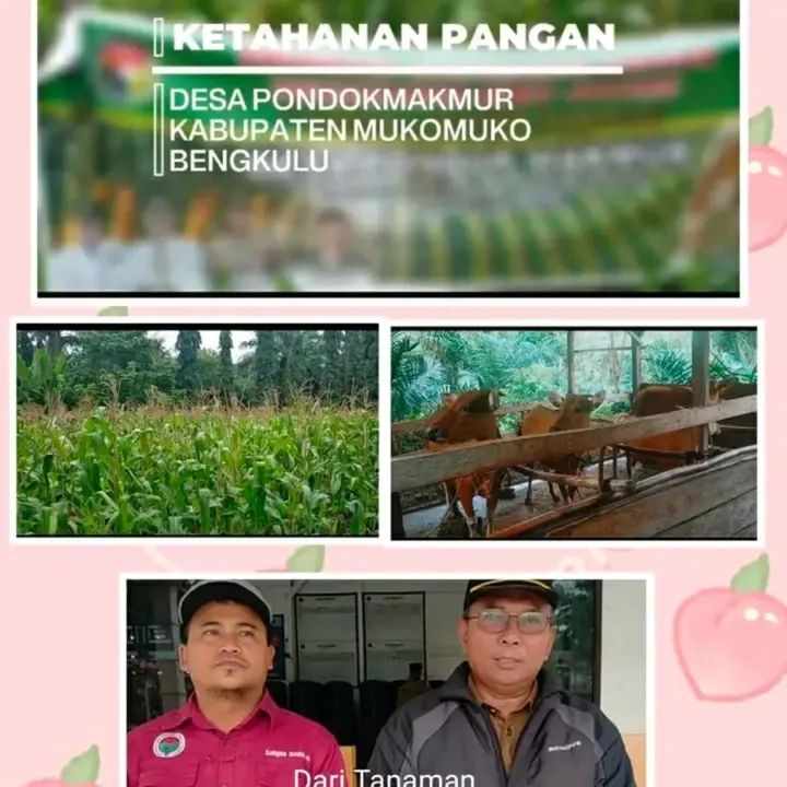 Desa Pondok Makmur, Kab Mukomuko, Bengkulu membuat langkah nyata menjaga ketersediaan pangan &amp; memperkuat ekonomi desa. Bersama Desa Mampu Bersama Pangan Terjaga
<a href="/YandriSusanto/">Yandri Susanto</a> @ARizaPatria
<a href="/KemensetnegRI/">Sekretariat Negara</a> #KementerianDesaPDT
#BPSDMKementerianDesaPDT  #KerjaPendampingDesaBerdampak