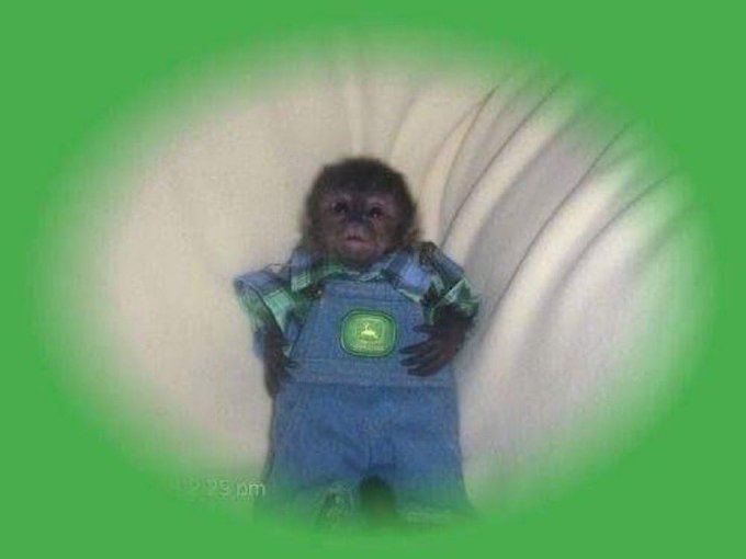 Monkey tweet media
