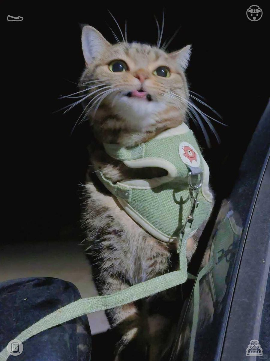klockhart35's tweet photo. Having a conversation with the cat, who is the best listener. https://t.co/MMg0X7XfXm