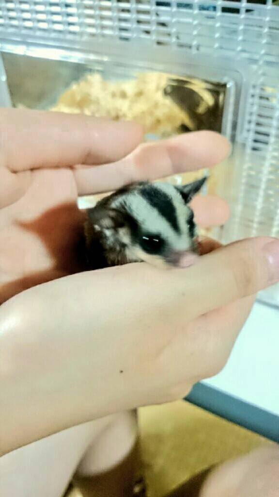818yiy's tweet photo. ばーちゃんきっとすぐ可愛い可愛いってしてくれるだろうから。ばーちゃんのポケットに入って、チータラとか果物食っててくれな、かわいこちゃん。 https://t.co/2EwMTv0CDi