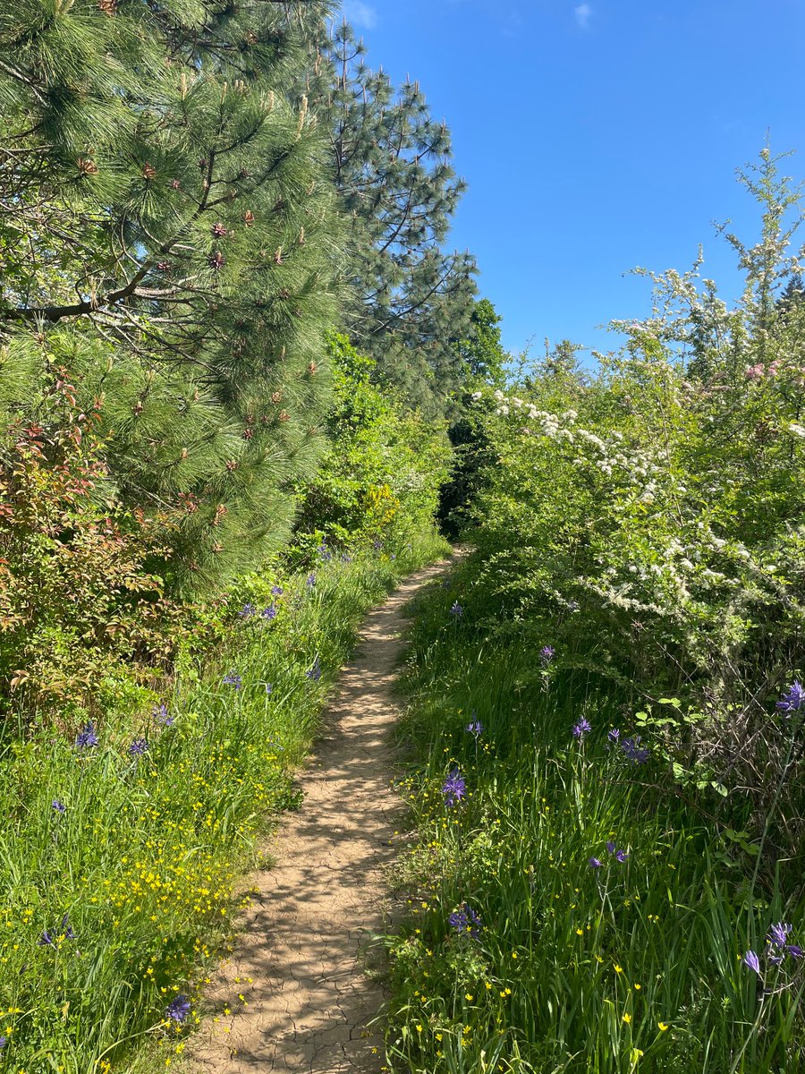 Today I walked 1 mile in a wetland prairie and saw lots of wildflowers