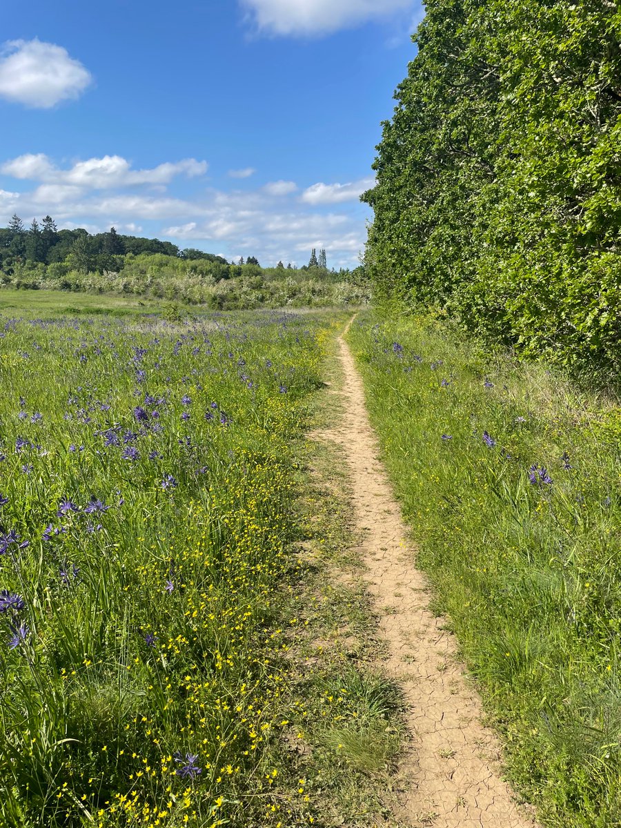 zemyyna's tweet photo. Today I walked 1 mile in a wetland prairie and saw lots of wildflowers https://t.co/yPPDhY8ne6