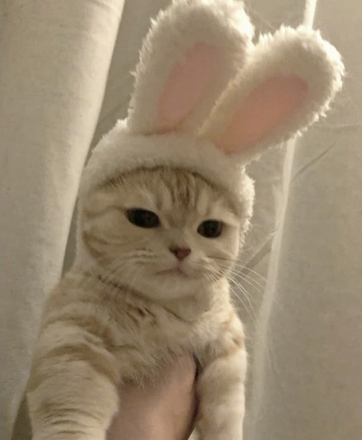 ₍^ᓀ‸ᓂマ੭ tweet media