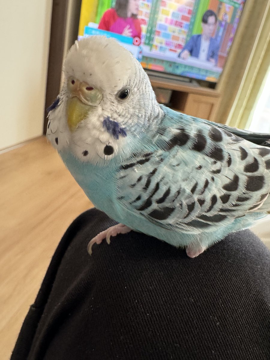 兵庫県加古川市野口町

迷子鳥 探してます

セキセイインコ ︎︎ ♀ 3歳程

左足の爪が欠損した子を探しています
元々迷子鳥の子で、飼い主が現れなかったのでうちの子として飼ってました

人懐っこく、方や手に乗ってきます
人の食べ物が好きでよくつまんできます
リプライやDMで情報待ってます