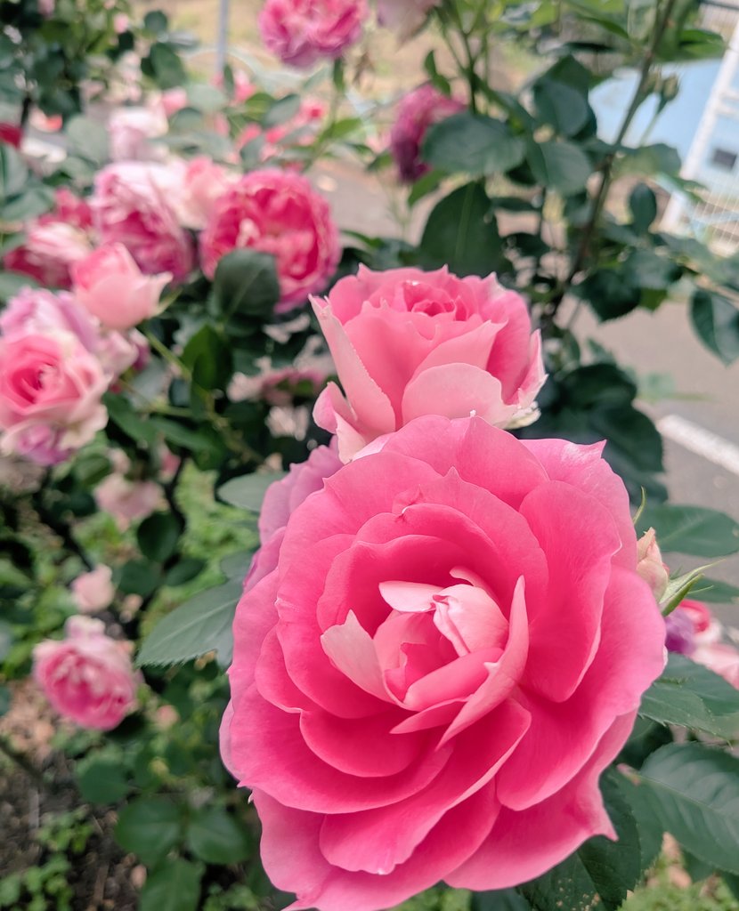 horic326's tweet photo. 交通公園の薔薇がとても綺麗🌹

今日のお供は小粒パライバさん。室内で撮るともっと薄いけどお外だと化ける✨ https://t.co/hazm3zoLlQ