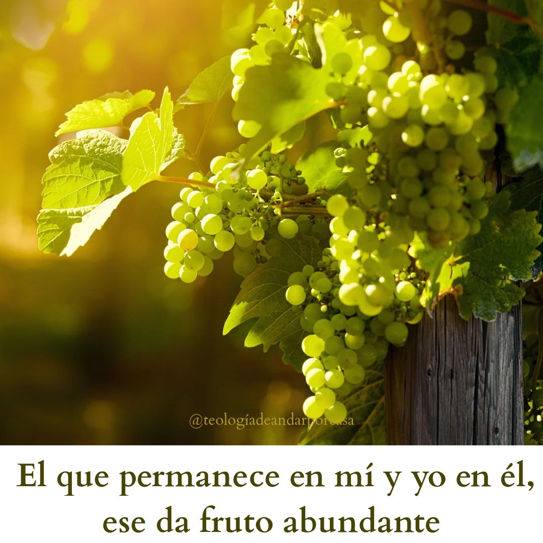teologiadapc's tweet photo. «Yo soy la vid, vosotros los sarmientos; el que permanece en mí y yo en él, ese da fruto abundante; porque sin mí no podéis hacer nada». 
(Jn 15, 1-8) #EvangelioDelDía #PalabraDeDios #Pascua https://t.co/0X2yiqOZTW