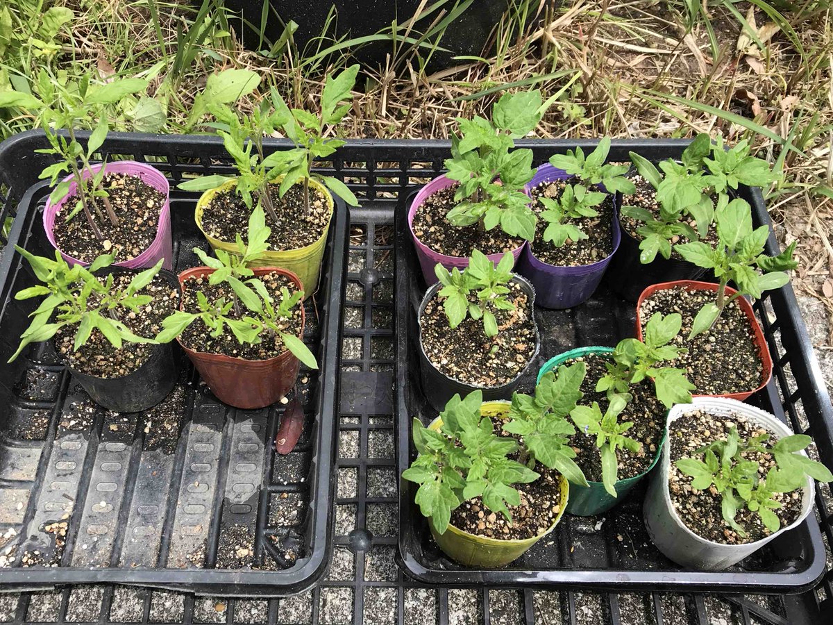 🍅トマト苗🌱のポット上げ完了！全35ポット！ キャパオーバー🙀夏の