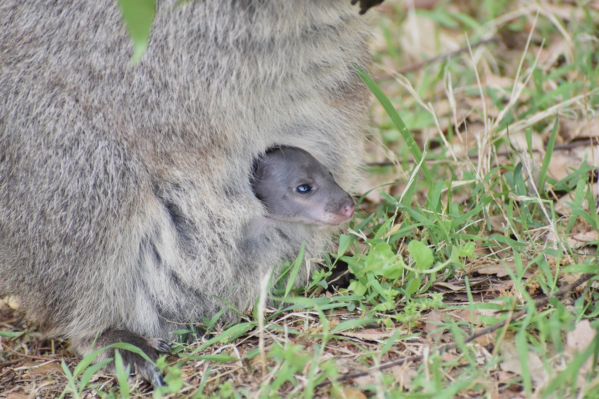 埼玉県こども動物自然公園【公式】🐨 tweet media