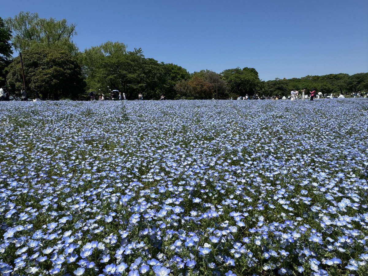 Ds2x4r's tweet photo. 昭和記念公園に行ってきた
晴れてて最高だったー https://t.co/SqT9DG42E4