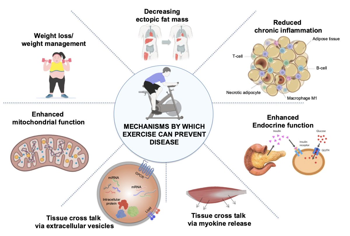🫀Salud

Mecanismos por los que el ejercicio ayuda a prevenir enfermedades:

🧬Libera mioquinas desde el músculo
🔥Reduce inflamación crónica
⚙️Mejora la función mitocondrial
🍬Optimiza el metabolismo de la glucosa
🩸Protege la salud cardiovascular
 
cell.com/cell-metabolis…