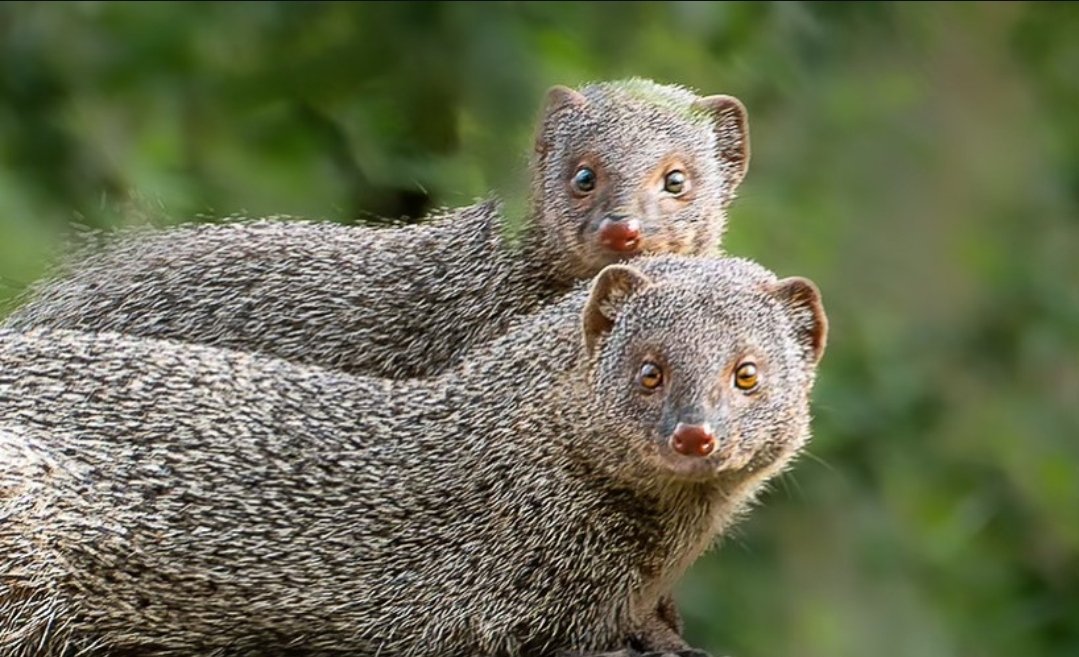 Van Vihar National Park tweet media