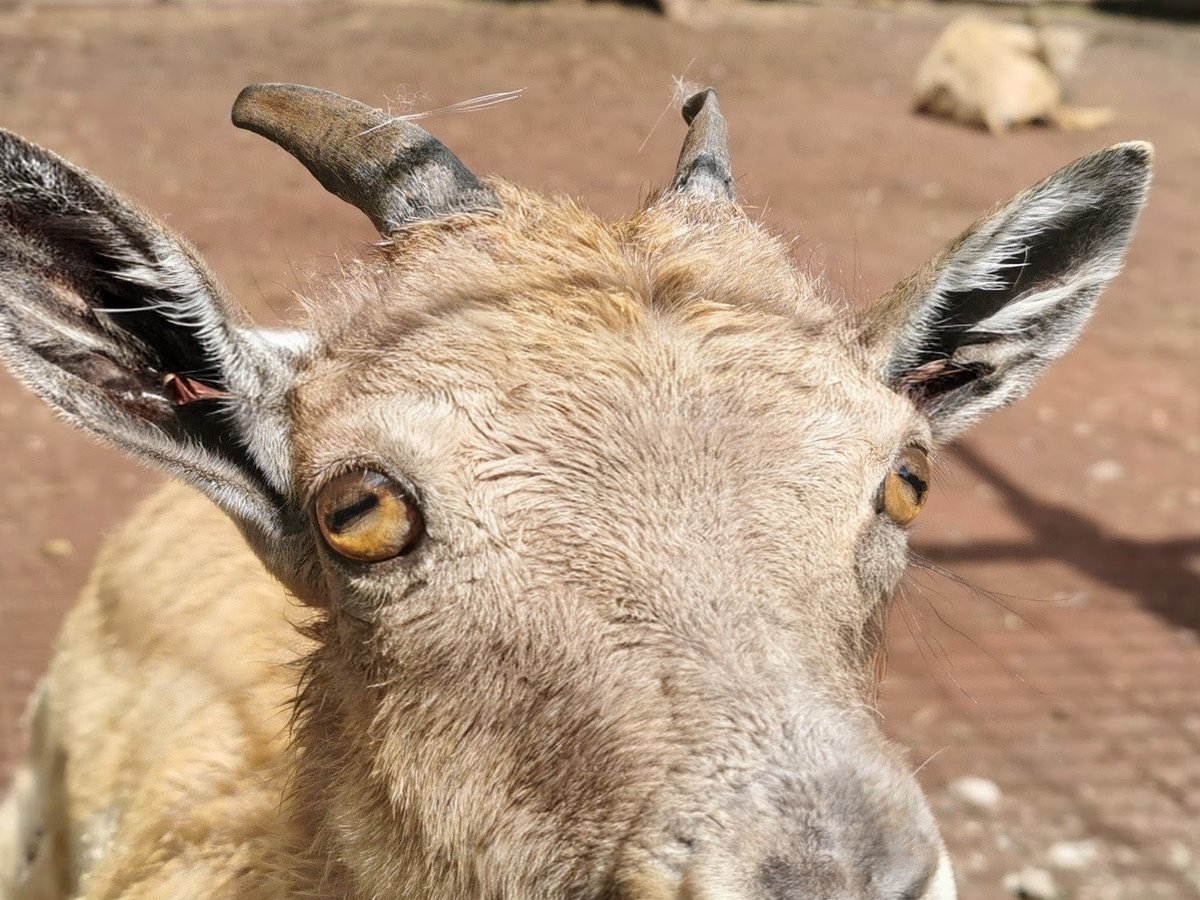 私のGW3日目。今日もヤギとふれあい。今日も死ぬ。初日はヤギはいなかったけど3日連続動物とふれあい。3日間はそうすると事前に決めてました動物愛(ヤギ愛)ちなみに写真撮った直後唾液喰らいました。話飛ぶけど今日はサンガに勝ちたいアビスパ。