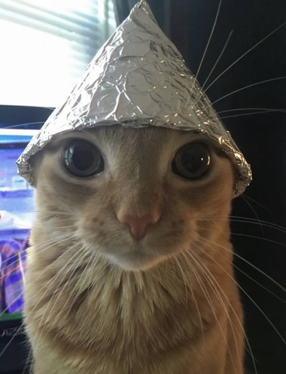 LiterallyMeCats tweet media