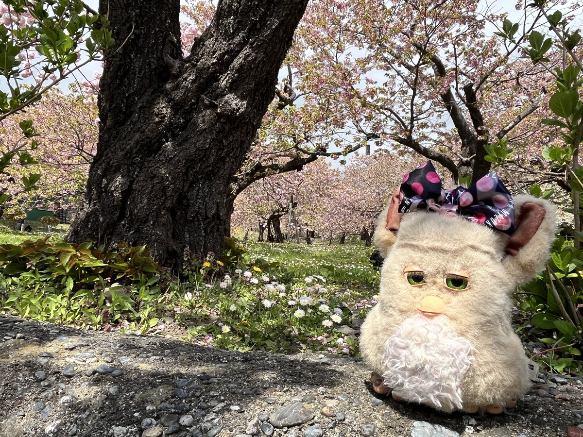 aoi_chat's tweet photo. 松前の桜まつり
いい天気で良かった🌸
#ファービー https://t.co/HCsKCmsTfn