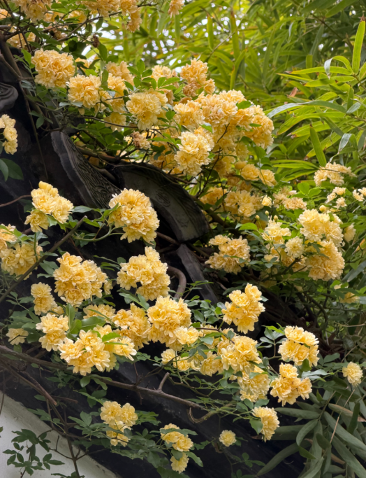 FancyNHuu's tweet photo. Bright yellow flowers burst over Nanhu’s black tiled roofs. These golden blooms add a warm cheerful touch to the quiet garden corners, like little sunbeams caught in bloom ��✨ #Jiaxing #Nanhu #SpringBlooms https://t.co/wZ8ZtXsaFk