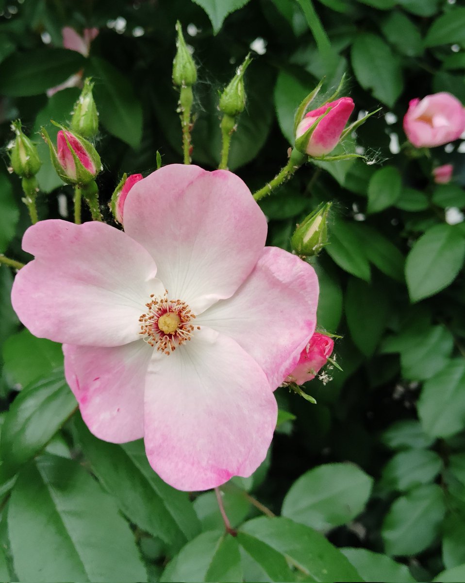 sarais53's tweet image. #6maggio...Fioriscon le rose e con loro  le biciclette!
#buongiorno e... pedalare!🚴‍♂️☮️🌈🇵🇸