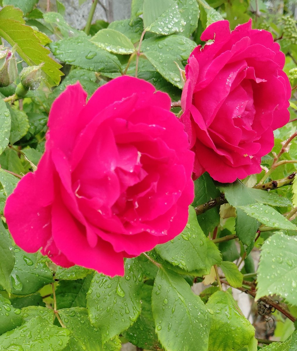 sarais53's tweet image. #6maggio...Fioriscon le rose e con loro  le biciclette!
#buongiorno e... pedalare!🚴‍♂️☮️🌈🇵🇸